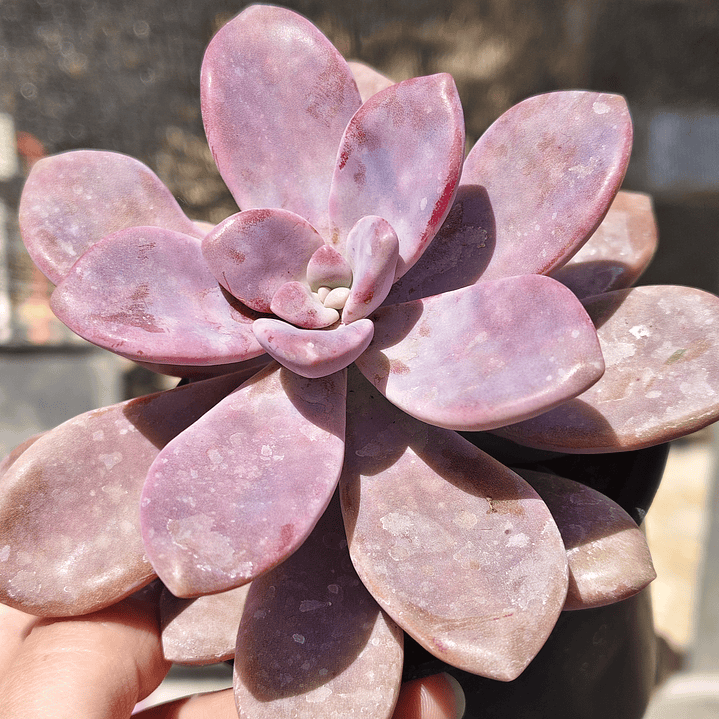 Graptopetalum Murasaki  1