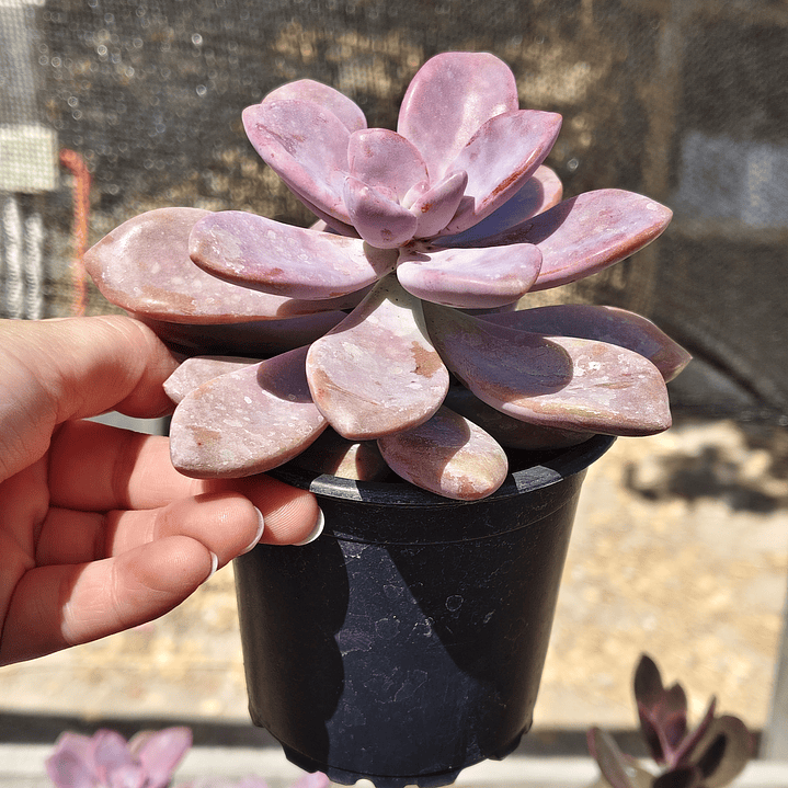 Graptopetalum Murasaki  2