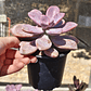 Graptopetalum Murasaki  - Miniatura 2