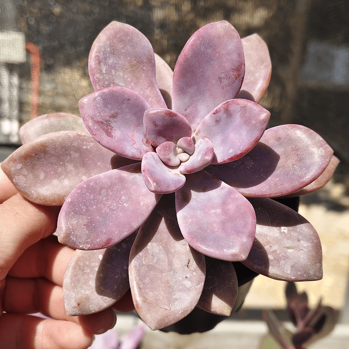 Graptopetalum Murasaki  3