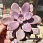Graptopetalum Murasaki  - Miniatura 3