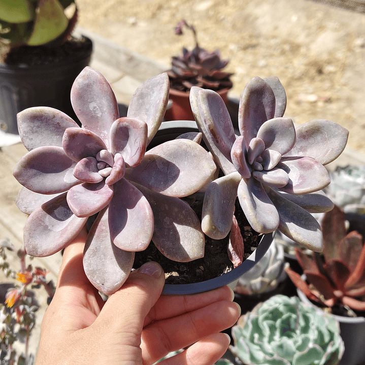 Graptopetalum Murasaki  4