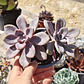 Graptopetalum Murasaki  - Miniatura 4