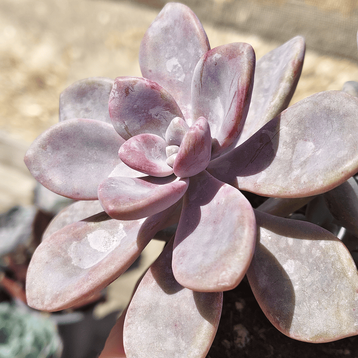 Graptopetalum Murasaki  5