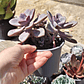Graptopetalum Murasaki  - Miniatura 7