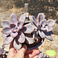 Graptopetalum Murasaki  - Miniatura 8