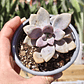 Graptopetalum Murasaki  - Miniatura 9