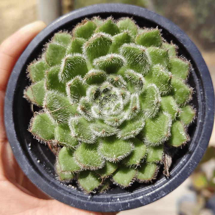 Echeveria Setosa Ciliata 1