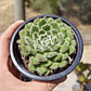 Echeveria Setosa Ciliata - Miniatura 2