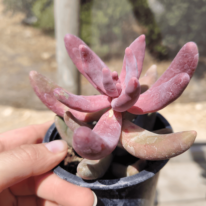 Pachyphytum Ganzhou 1