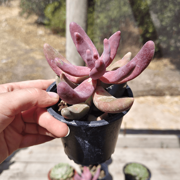 Pachyphytum Ganzhou 2