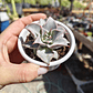 Echeveria Madiba - Miniatura 3