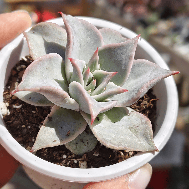 Echeveria Madiba 1