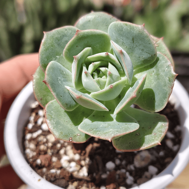 Echeveria Gloria  1