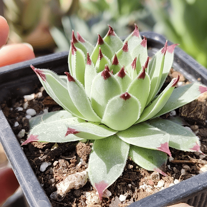 Sempervivum calcareum (Uña de señorita) 2