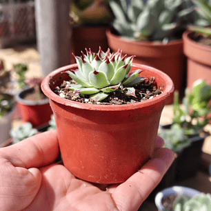 Sempervivum calcareum (Uña de señorita)