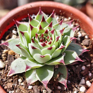 Sempervivum calcareum (Uña de señorita)