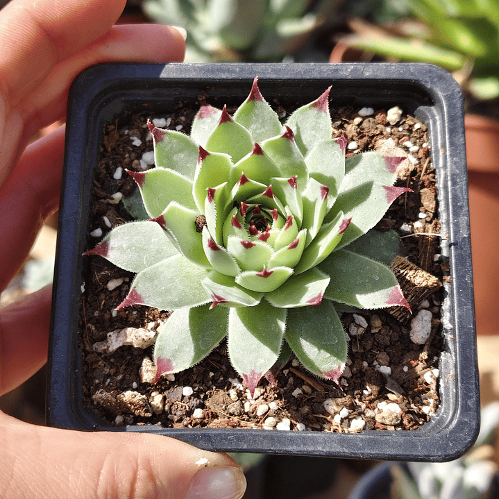Sempervivum calcareum (Uña de señorita) 1