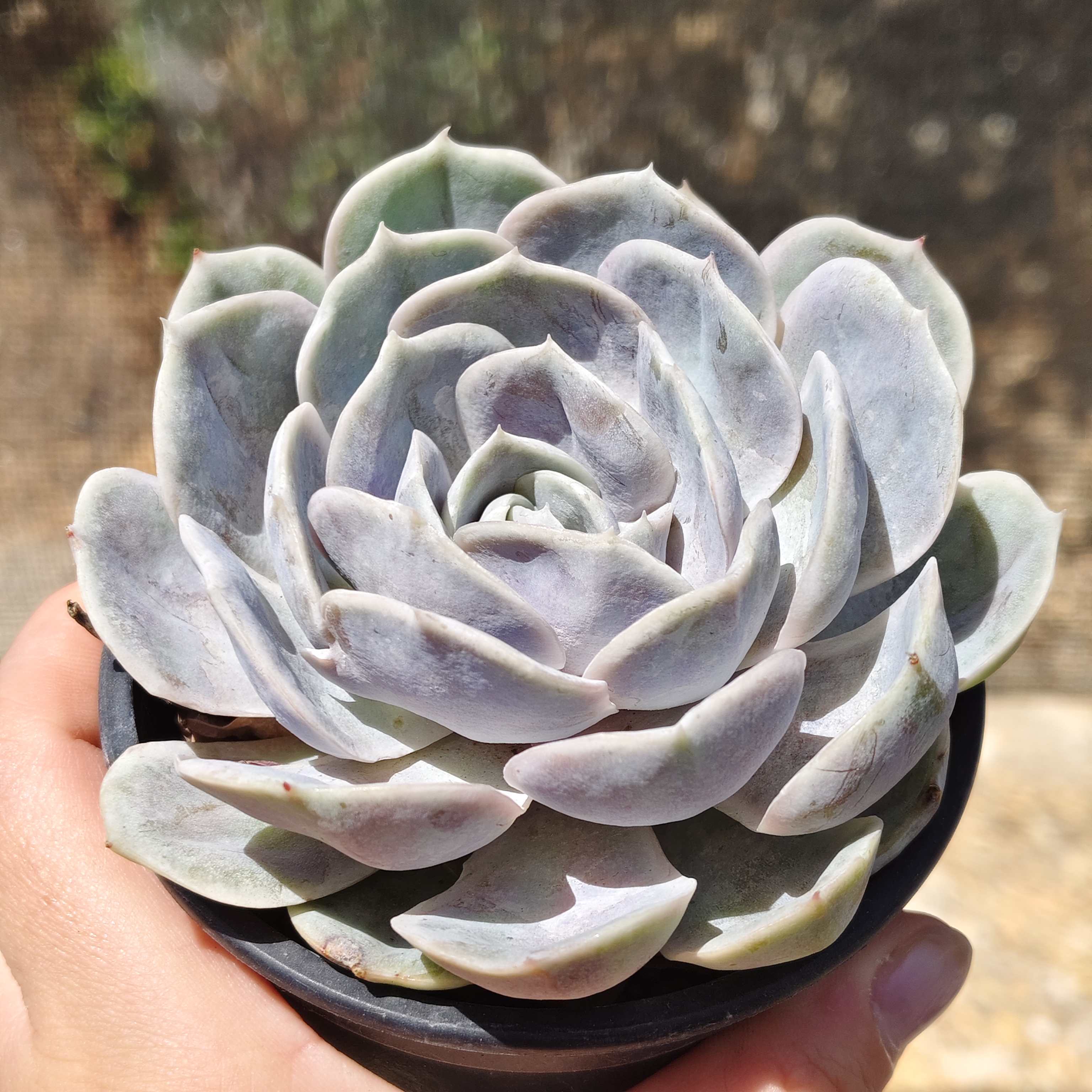Echeveria Blue Surprice