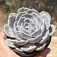 Echeveria Blue Surprice - Miniatura 5
