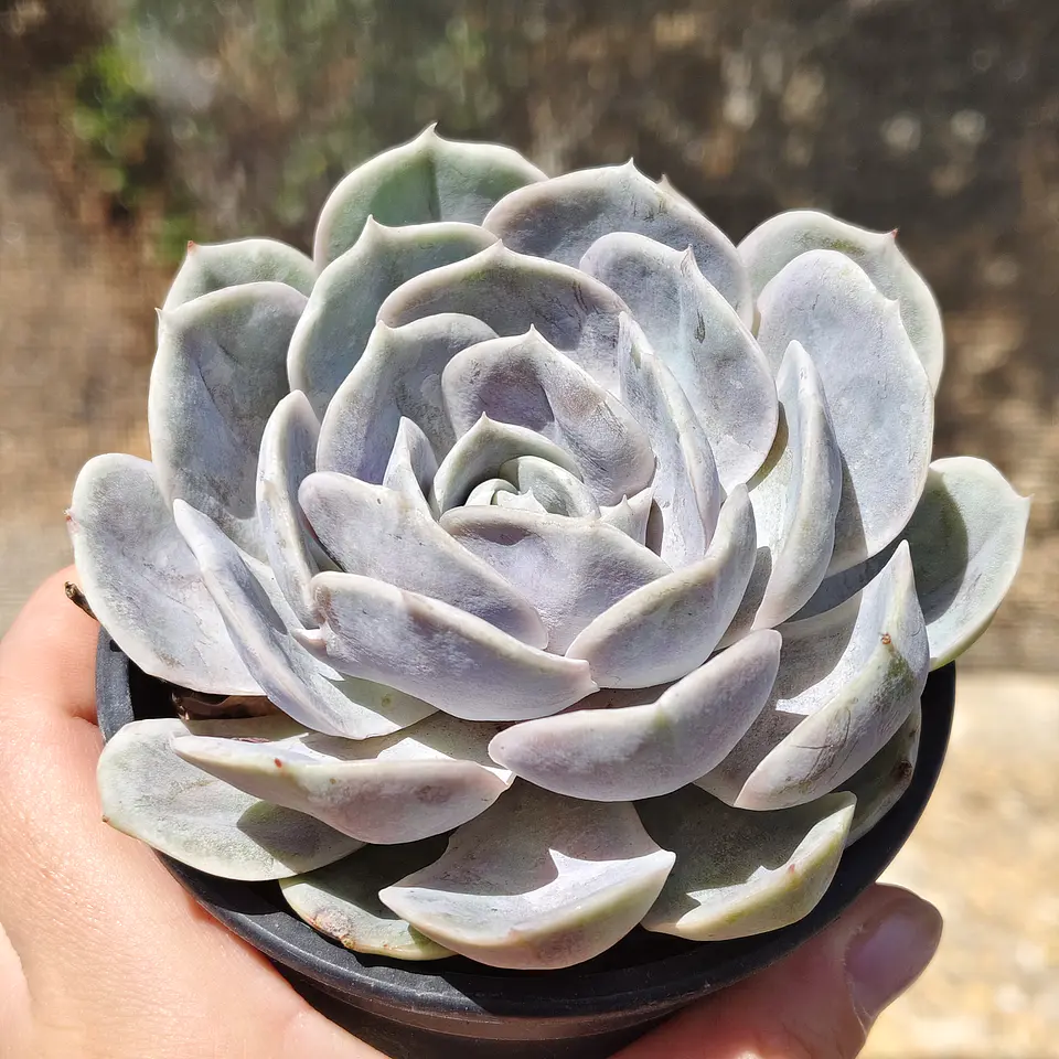 Echeveria Blue Surprice 1