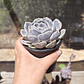 Echeveria Blue Surprice - Miniatura 6