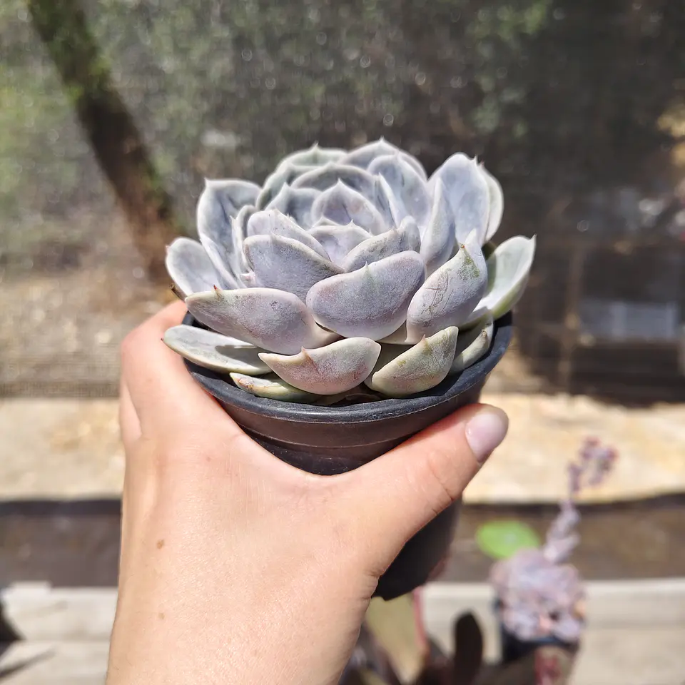 Echeveria Blue Surprice 2