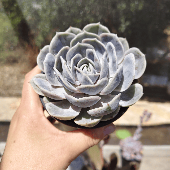 Echeveria Blue Surprice 7