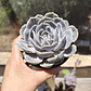 Echeveria Blue Surprice - Miniatura 7