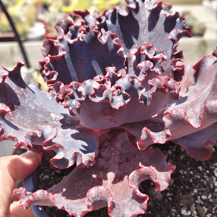 Echeveria Janet Naylor  2