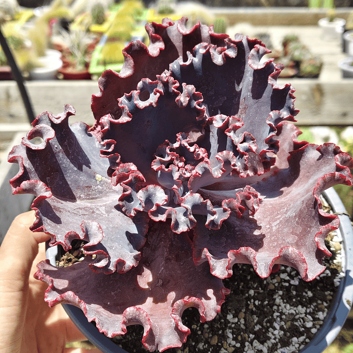 Echeveria Janet Naylor  3