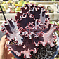 Echeveria Janet Naylor  - Miniatura 3