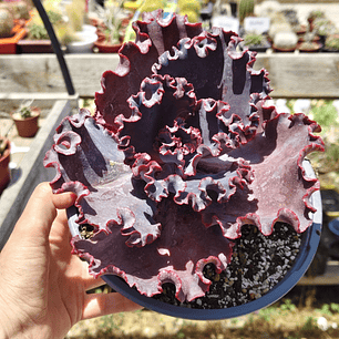 Echeveria Janet Naylor 