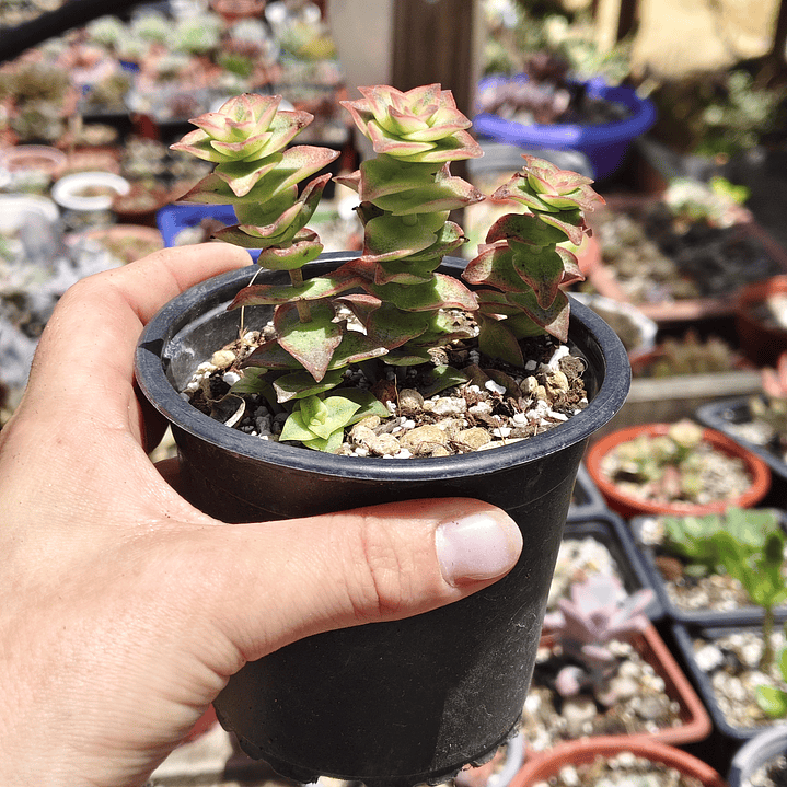 Crassula Perforata Variegada 2