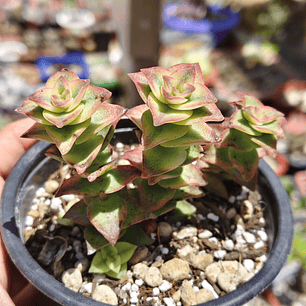 Crassula Perforata Variegada