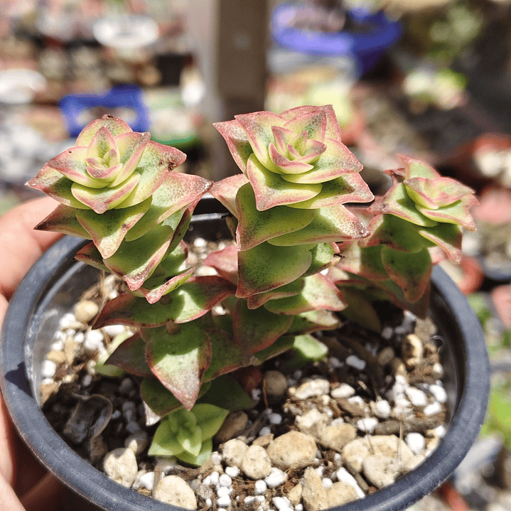 Crassula Perforata Variegada 1