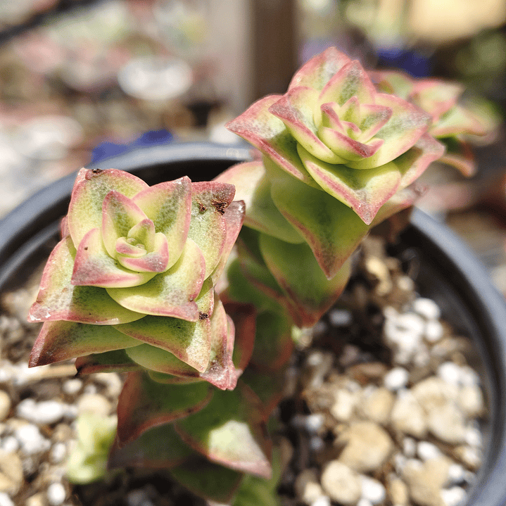 Crassula Perforata Variegada 3