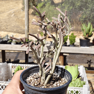 Crassula muscosa Variegada