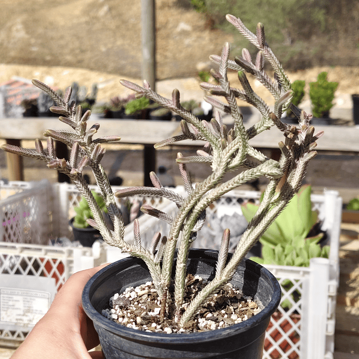 Crassula muscosa Variegada 3