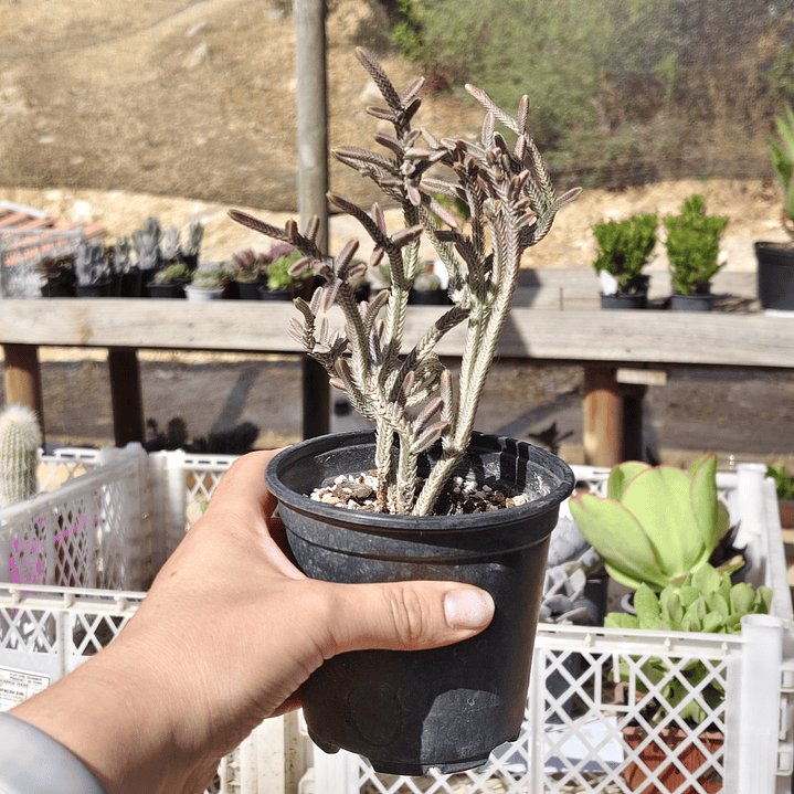 Crassula muscosa Variegada 4