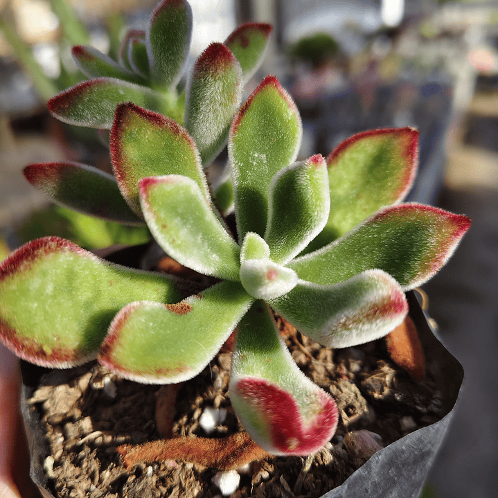 Echeveria Setosa Ruby  1