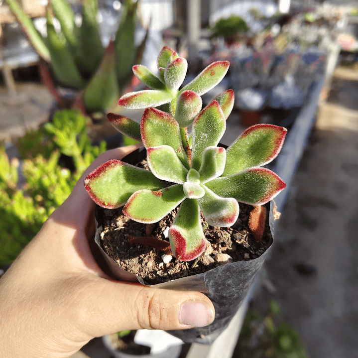 Echeveria Setosa Ruby  2