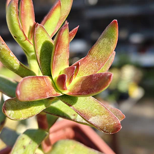 Crassula Rubricaulis