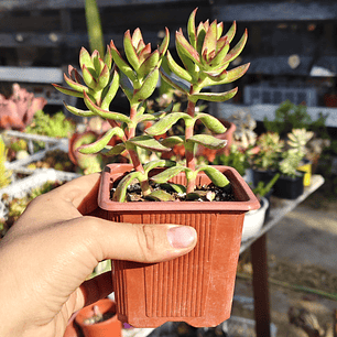 Crassula Rubricaulis