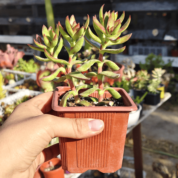 Crassula Rubricaulis 1