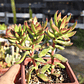 Crassula Rubricaulis - Miniatura 4