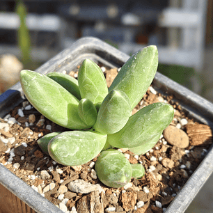 Pachyphytum Compactum 