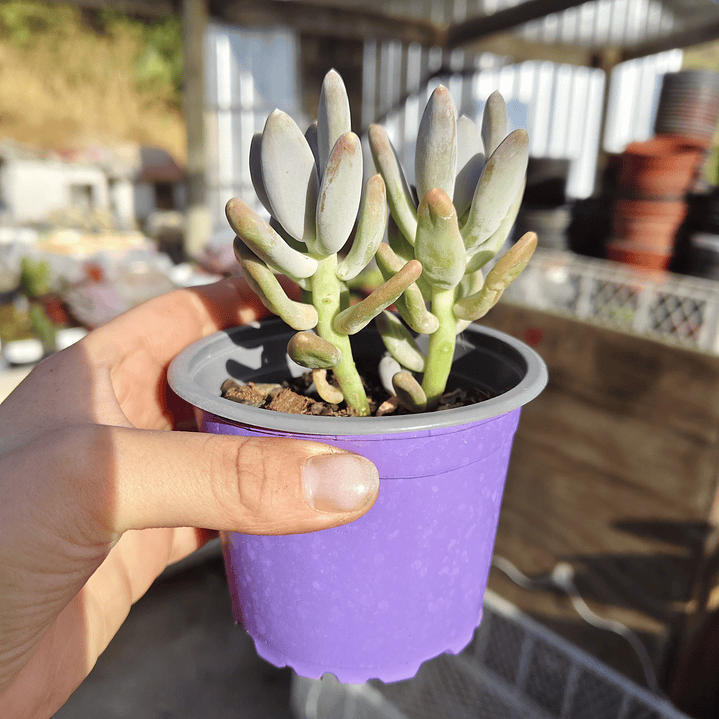 Pachyphytum Saltense 1