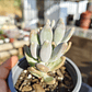 Pachyphytum Saltense - Miniatura 3