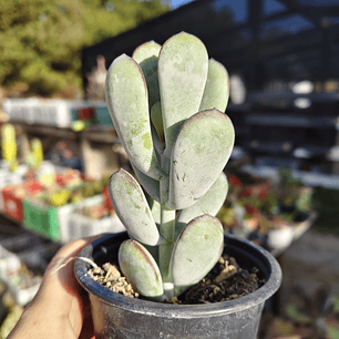 Cotyledon Oophyla